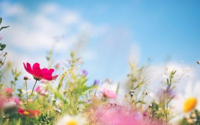 Fiori di Bach che passione