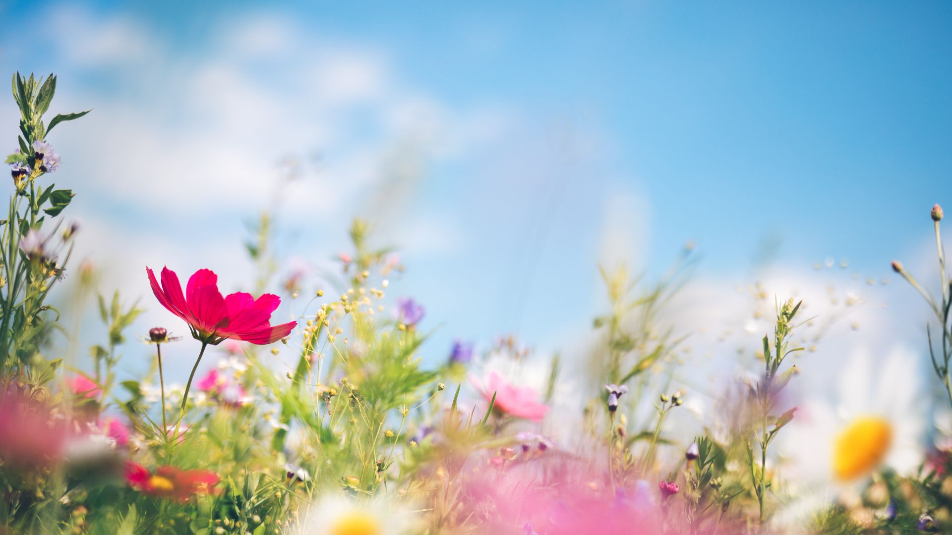 primavera